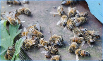 A Bleak Future for Bees: The Somber Reality of CCD's Impact on Nature
