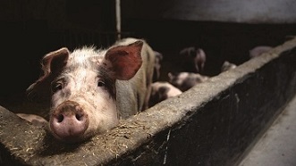 Like Looking For Cleanliness in a Pigsty
